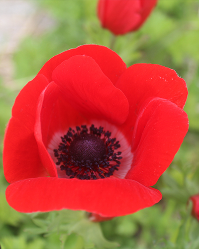 ANEMONE (VETERNICA) CORONARIA HOLLANDIA 100 ks